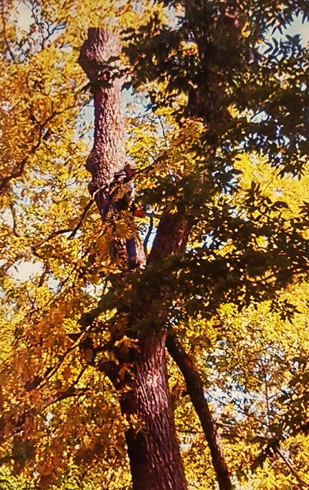 Find the logger in the tree